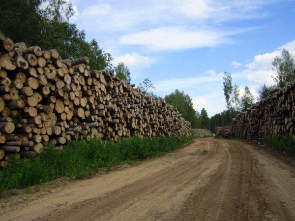 Продам пиловочник осина на тарную доску СПБ