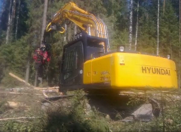 Заготовка леса по финской технологии