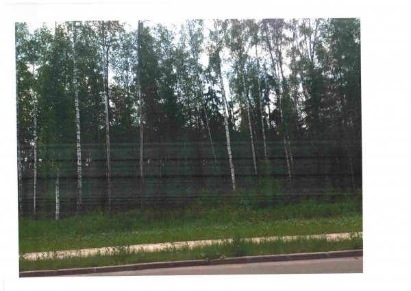 Лес в промзоне Дубна
