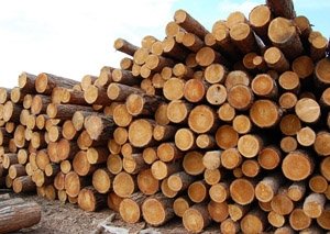 Продаю пиловочник хвоя сосна,ель