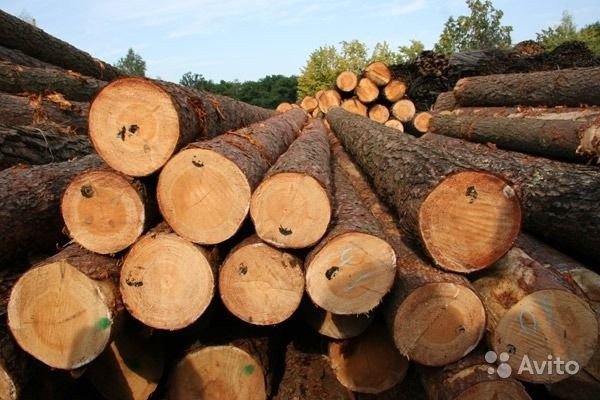 Продаю пиловочник хвойных пород сосна и елка