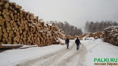 Продам большой объем кедра Красноярск