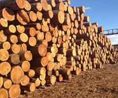 Продам сибирскую лиственницу и сосну, кругляк