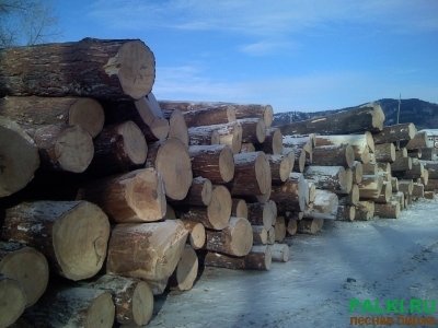 Кедр и лиственница кругляк