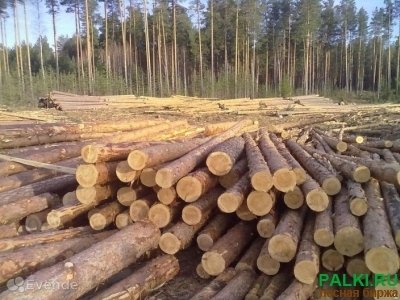 продам кругляк хвойных пород