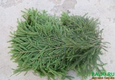 Закупаем еловый лапник-сырьё с лесозаготовок