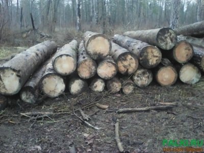 продам сухостой сосны в тамбовской обл