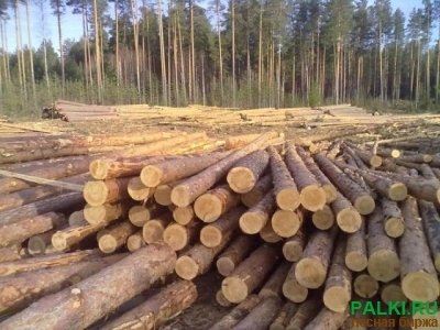 Кругляк сосны