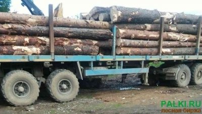 Предлагаем сосну кругляк длинна 6м, диаметр от 18 до 60 см