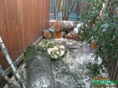 Дрова дешево березовые самовывоз