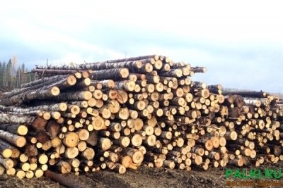 Покупаем Кругляк дровяной березы