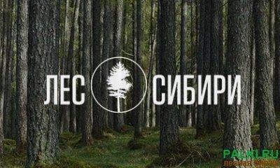 Доска береза обрезная