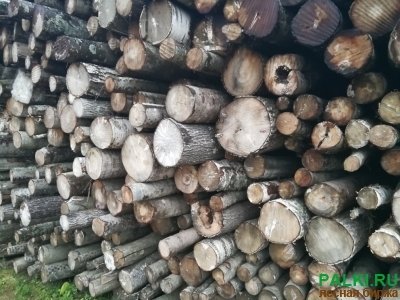 Баланс лежалый БЕРЕЗА, ОСИНА, ОЛЬХА