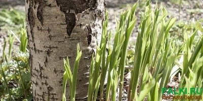 Закупаем березу не обрезную сухую.