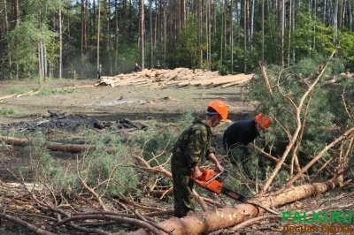 Требуются рабочие с бригадиром на валку леса