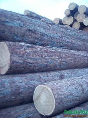 Продам круглый лес ( лиственница). 40+