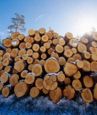 Пиловочник хвойных пород древесины