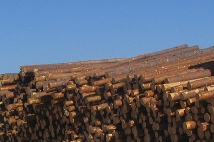 Пиловочник хвойный (ель/сосна), лиственный (береза)