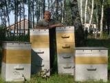 Ульи стандартные и под заказ