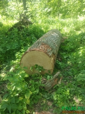куплю дуб кругляк